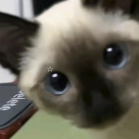 穆语_自由Freedom