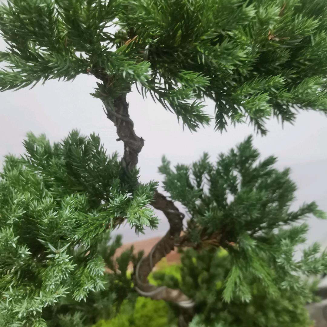 几时休🎋🎋🎋