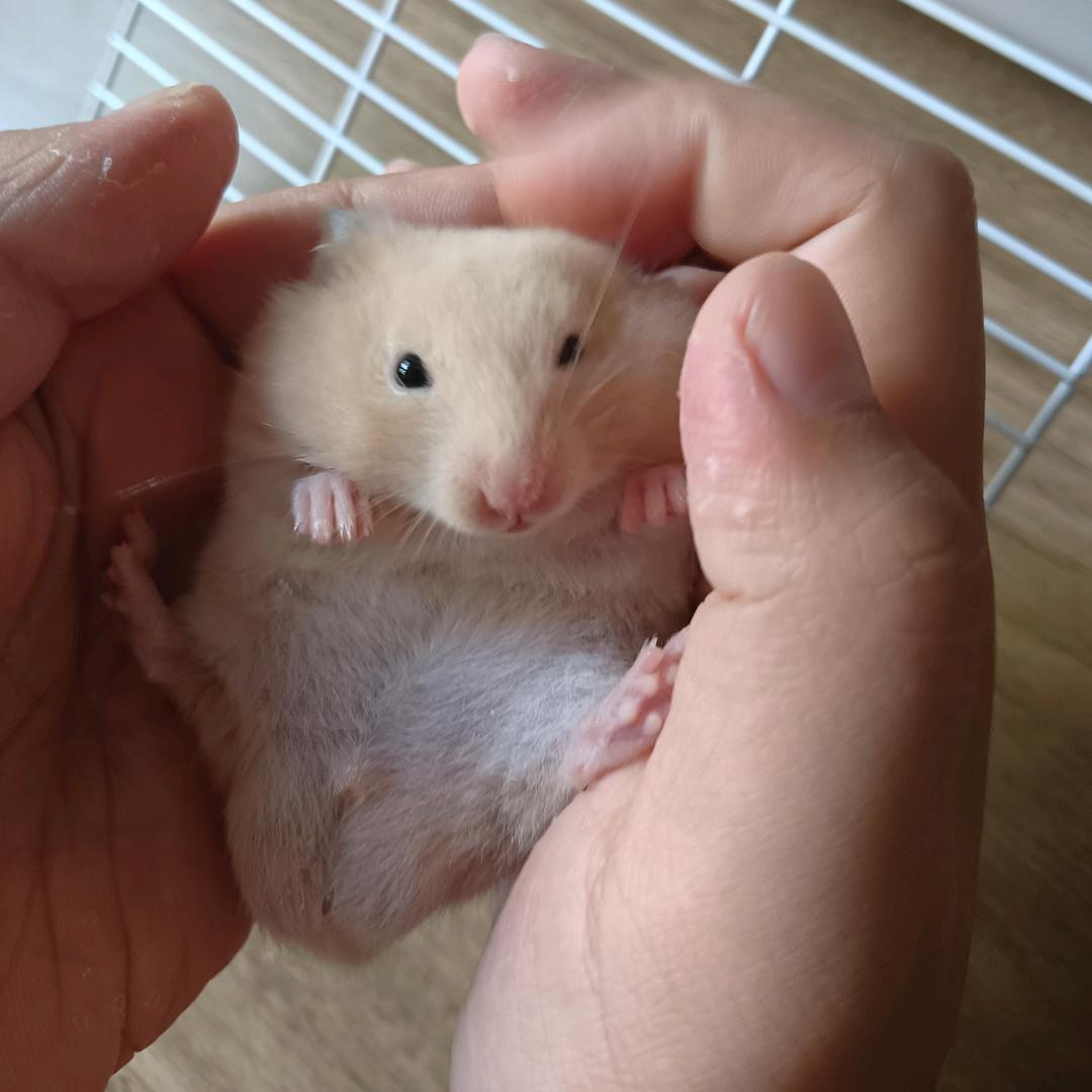 鼠鼠日常