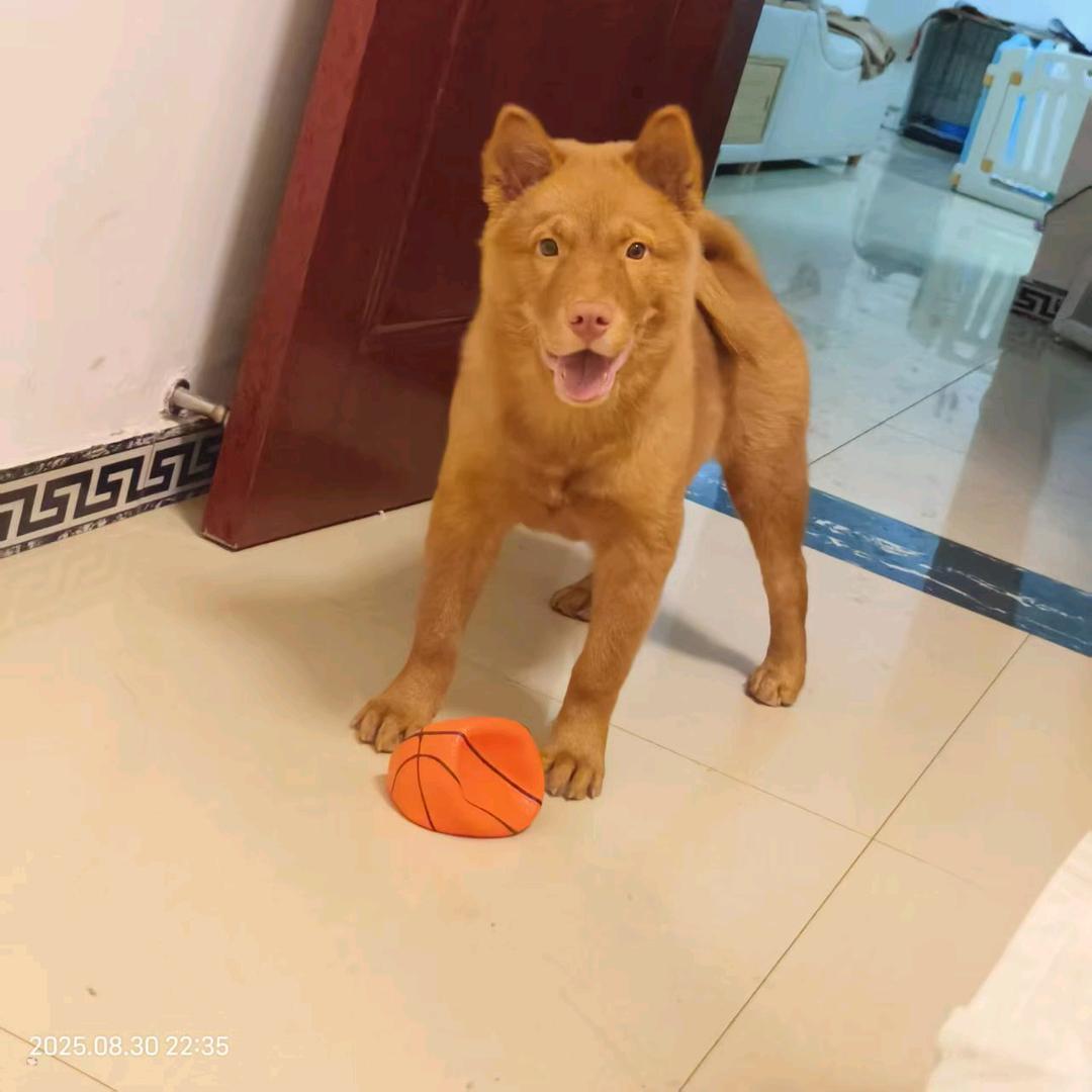 豫满园正宗南召白土岗辣子鸡