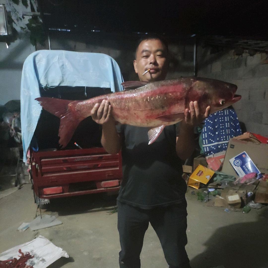 陈哥爱钓鱼