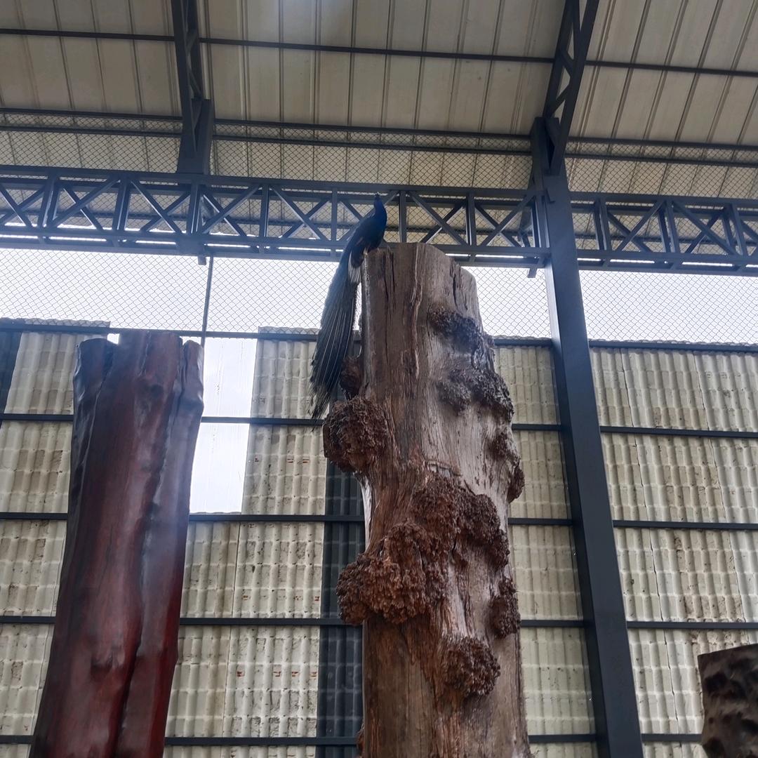 独树成林