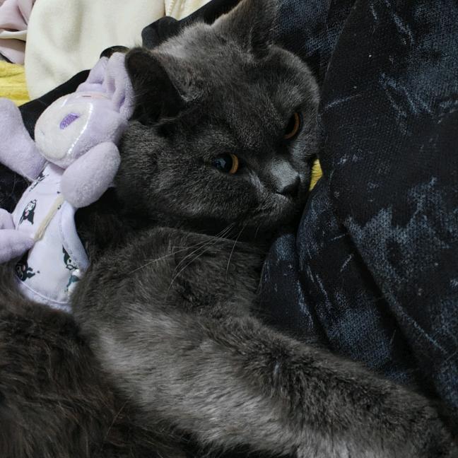 💕᭄小布丁🐈