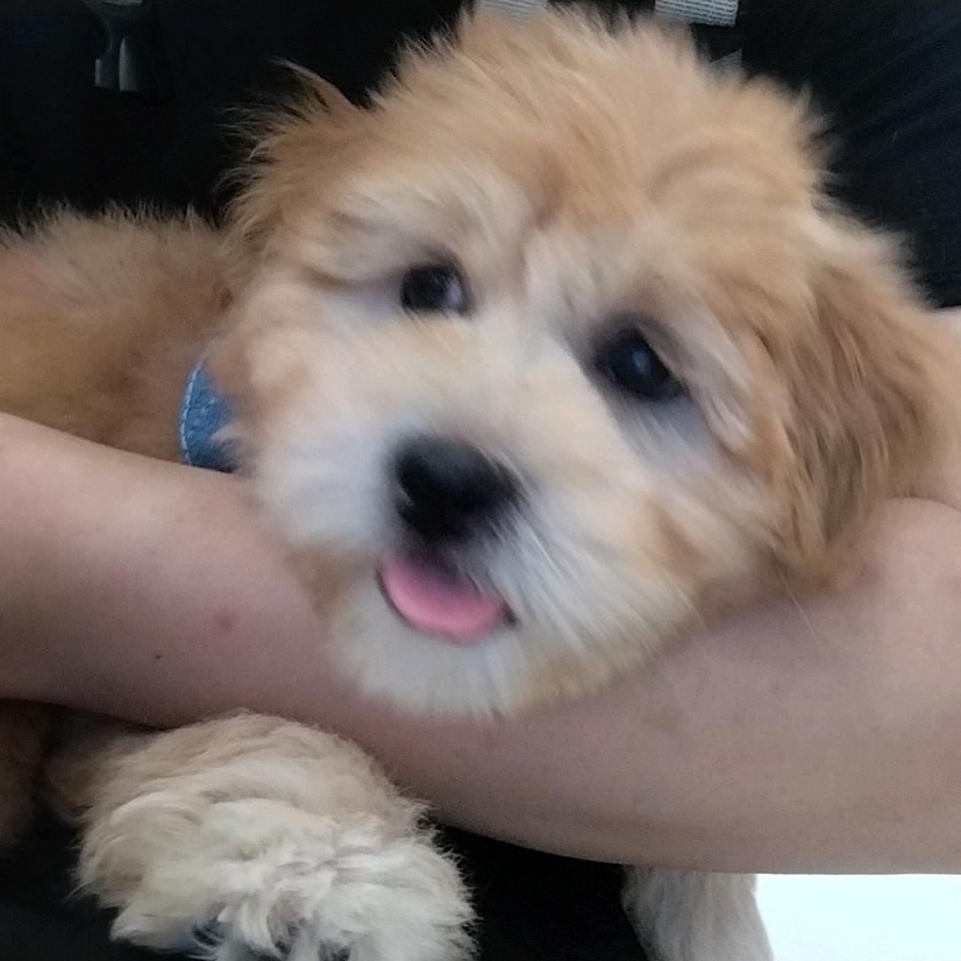 家有二狗