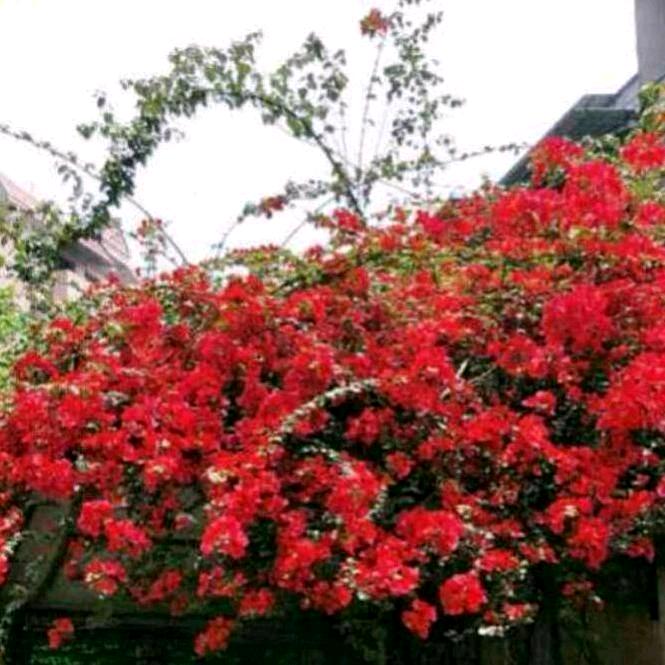 伤心的泪🌺