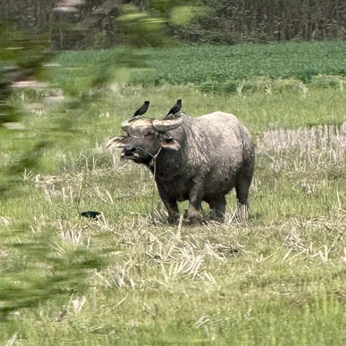 绝世水牛🐃