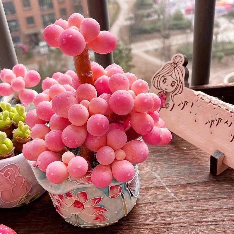 Βàη遮面丶🌺