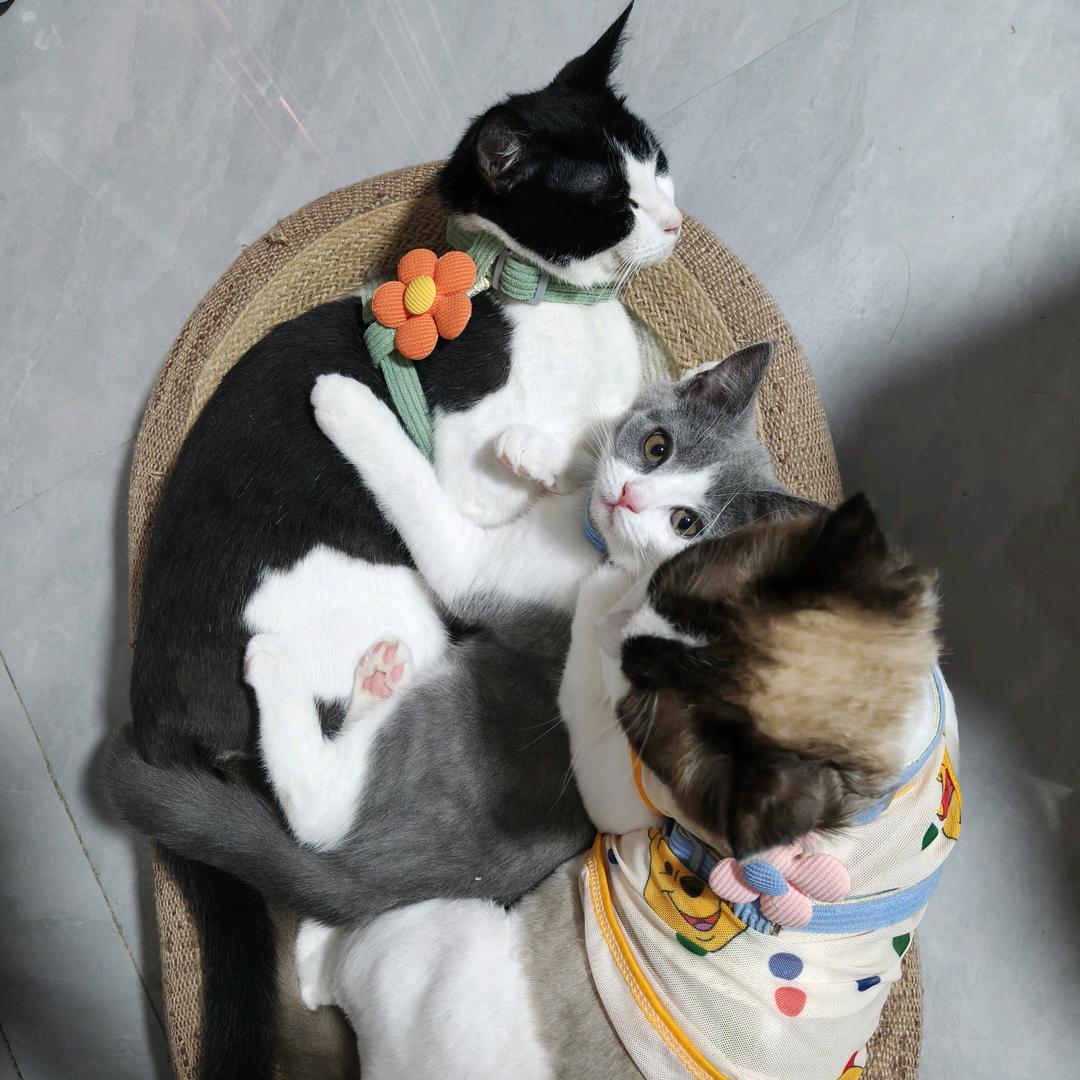 汤圆小猫咪呀