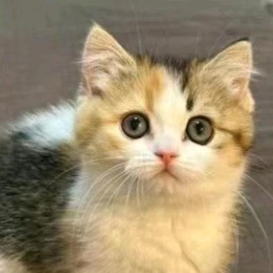 来财猫
