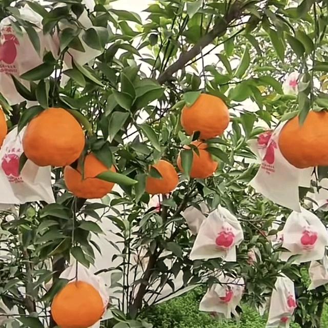 百年水果之乡