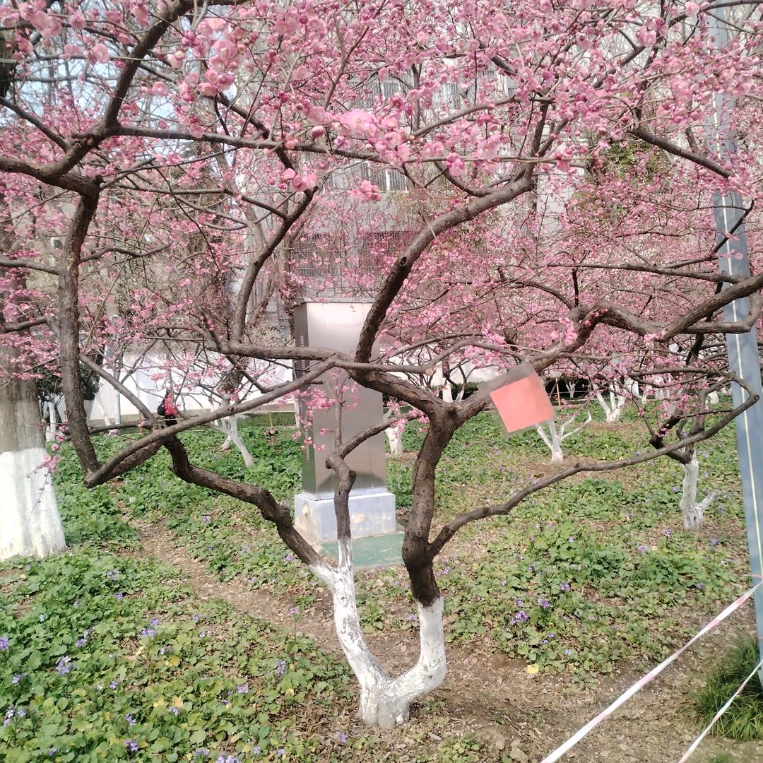 严丰荣