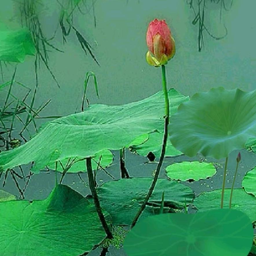 心如止水