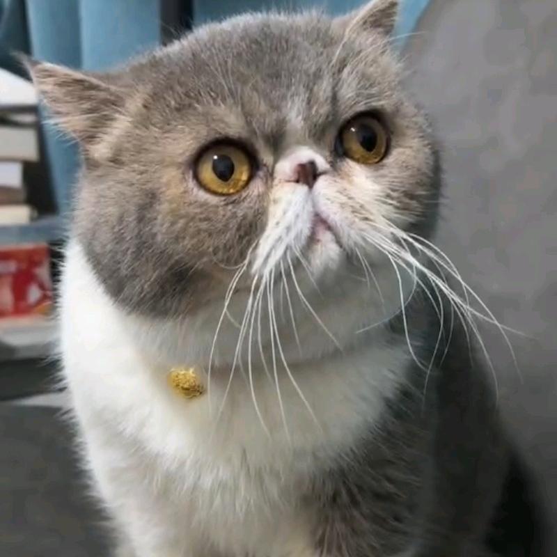 笑笑鼠💛