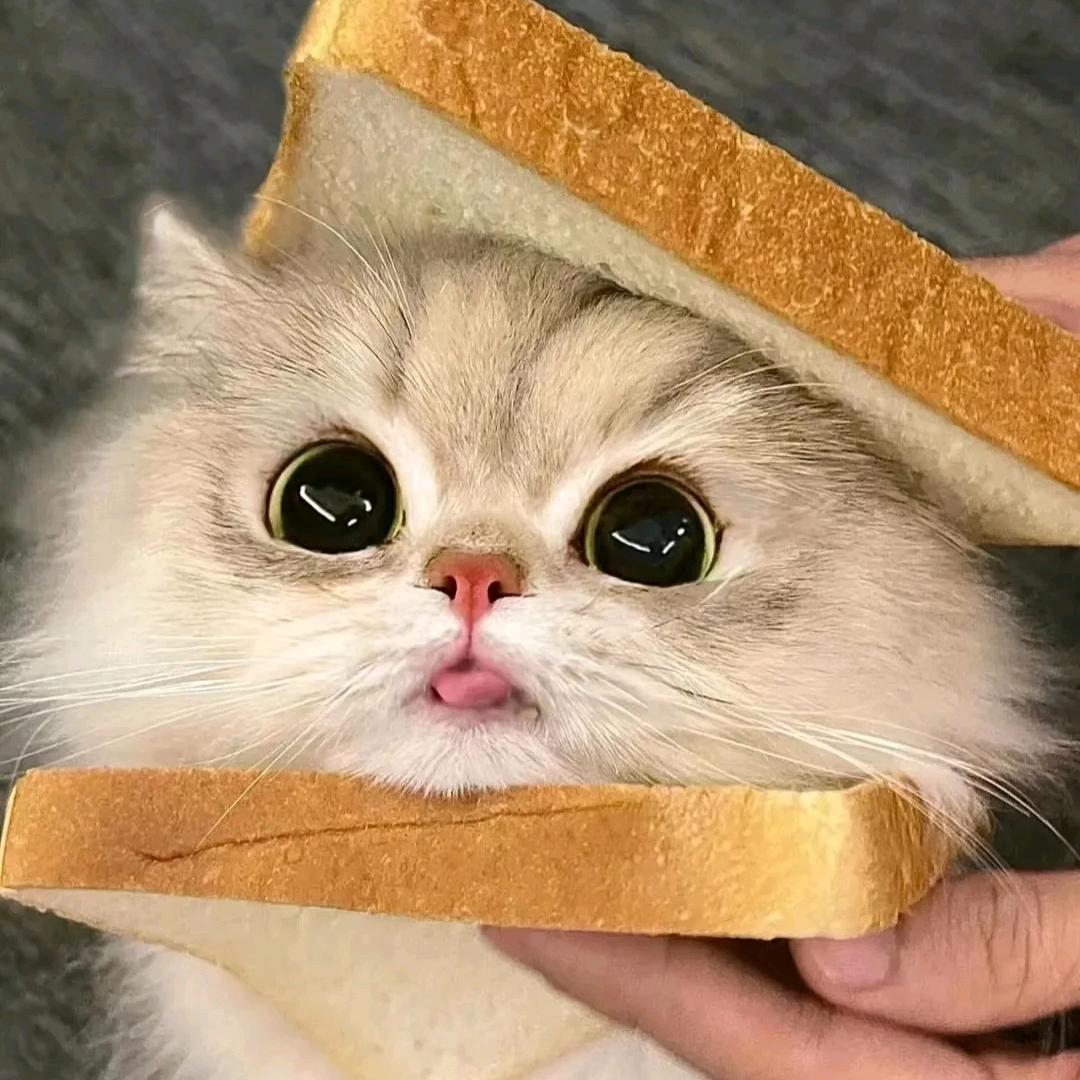 叽叽喳喳上天堂