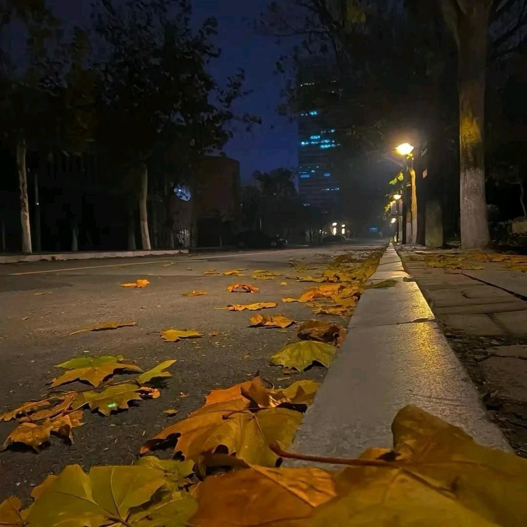 金毕