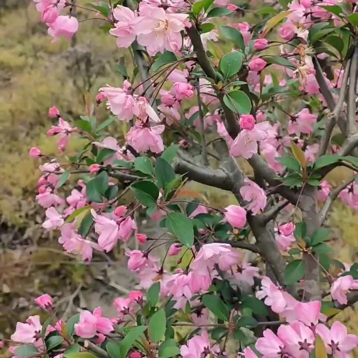 宁波奉化七郎花卉臻选阁