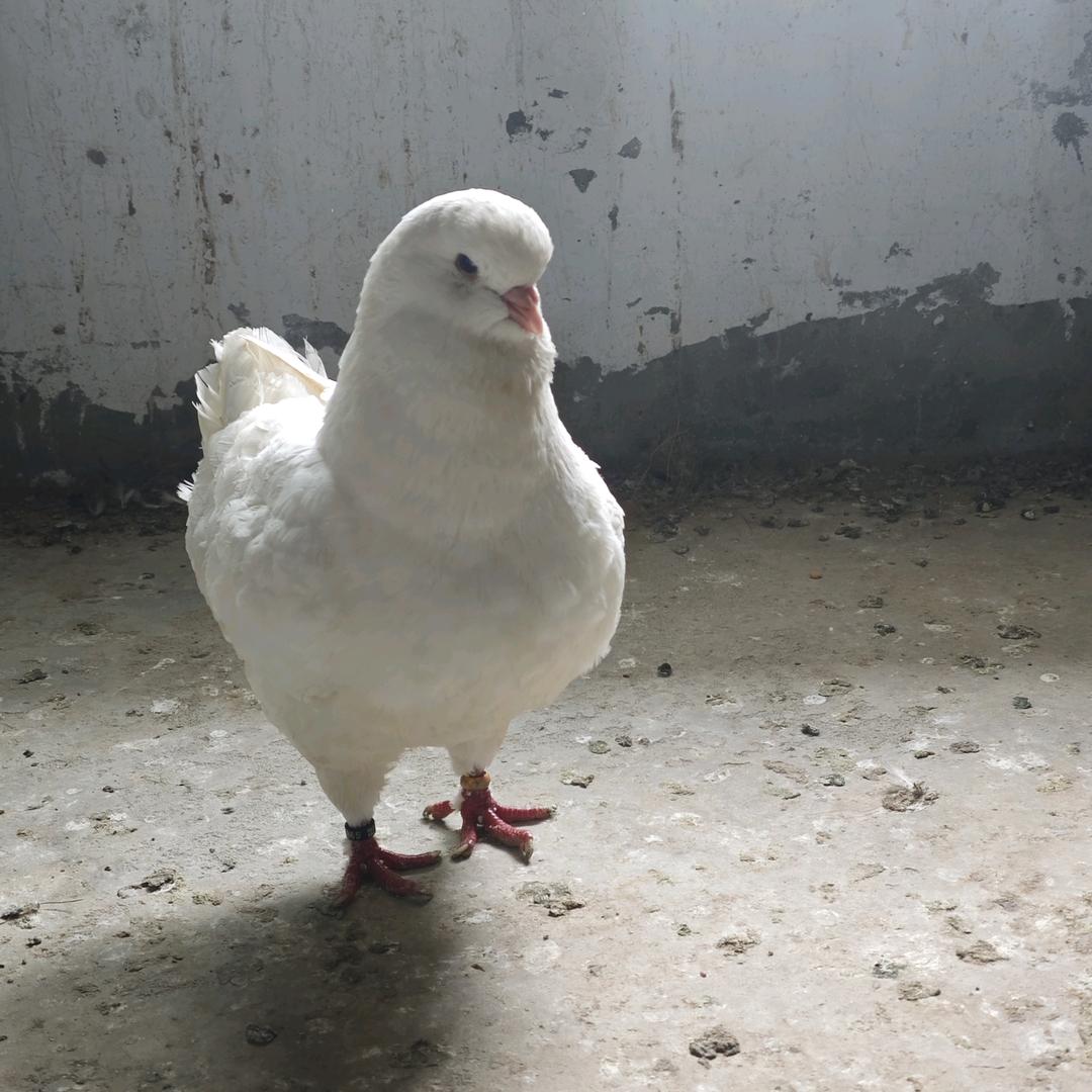 就几鸽