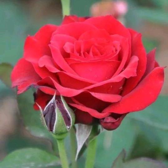 青姐🌹