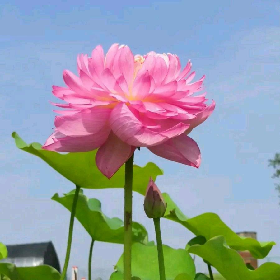 微笑🌺🌺