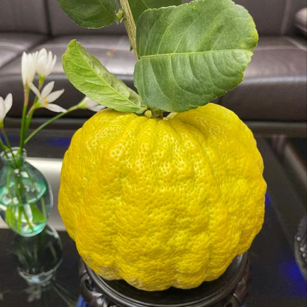 与你有橼