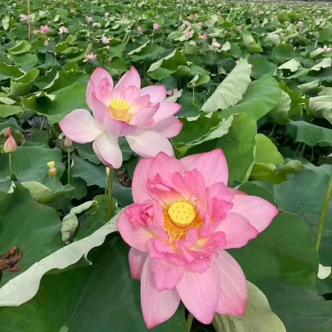 汲水湖乡情