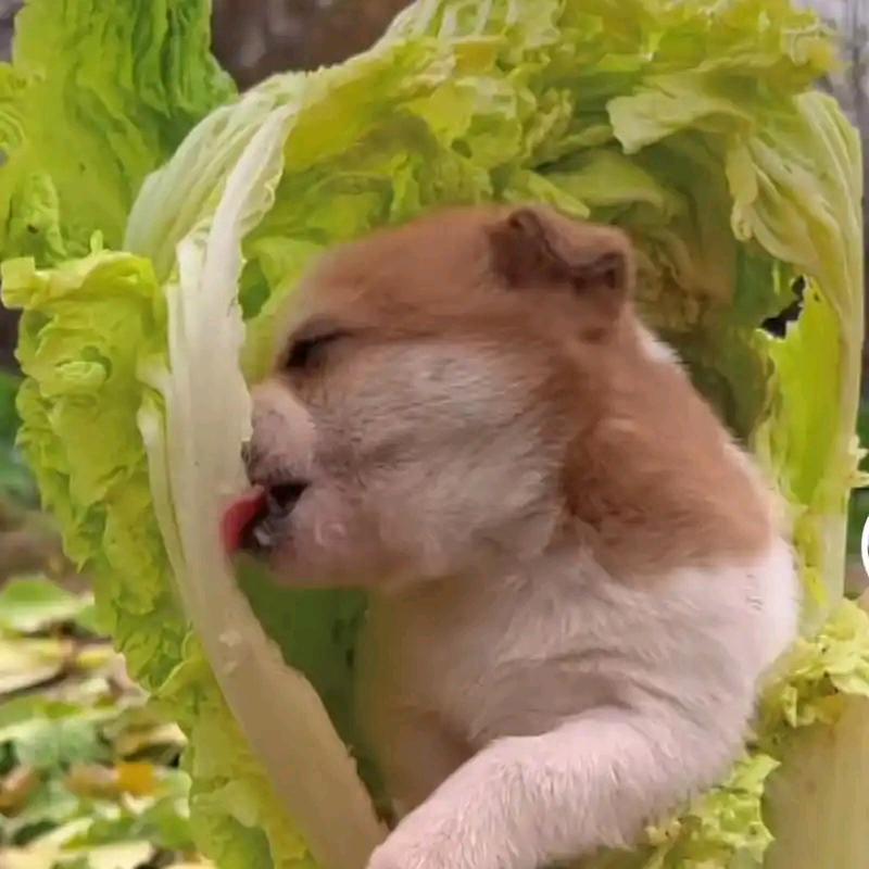 白发苍苍的国友优架头像