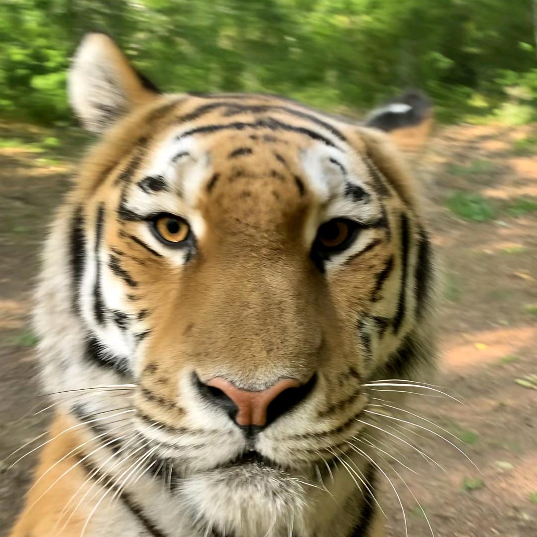 三角洲  老虎🐅