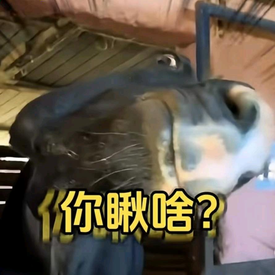 后来的后来