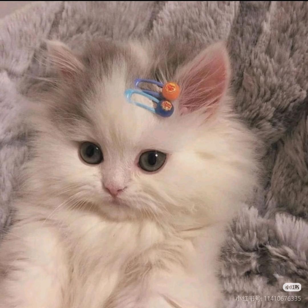 喵喵喵我是小鱼