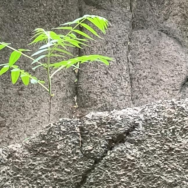 沉默