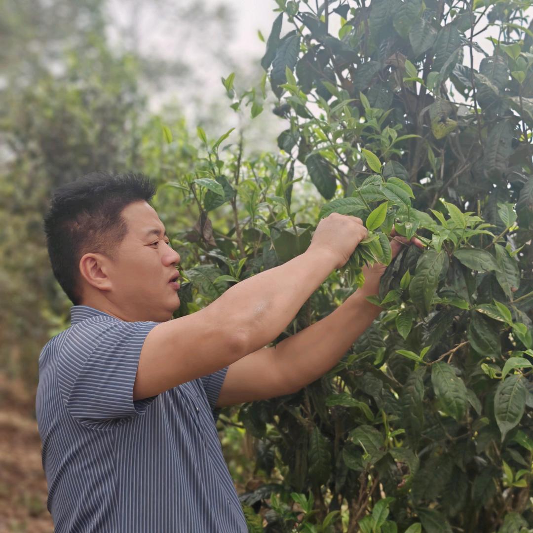 🍵茶百道中简--老沈