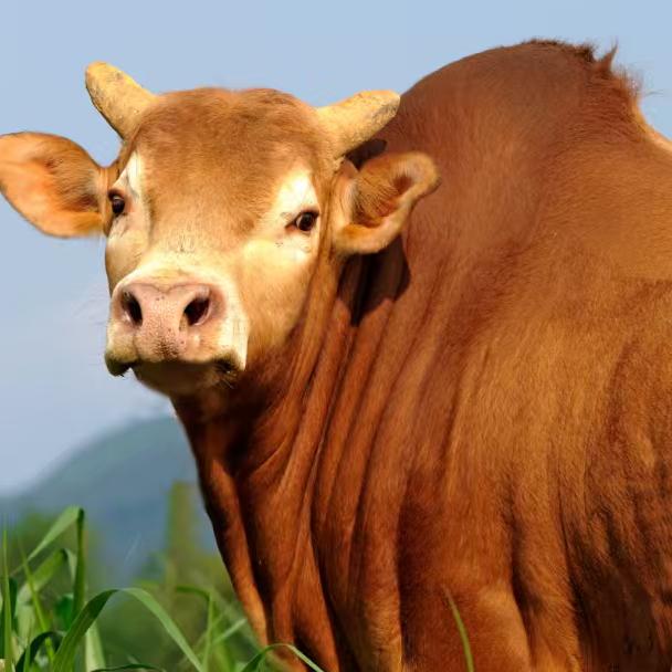 泽瑞生鲜供应链！