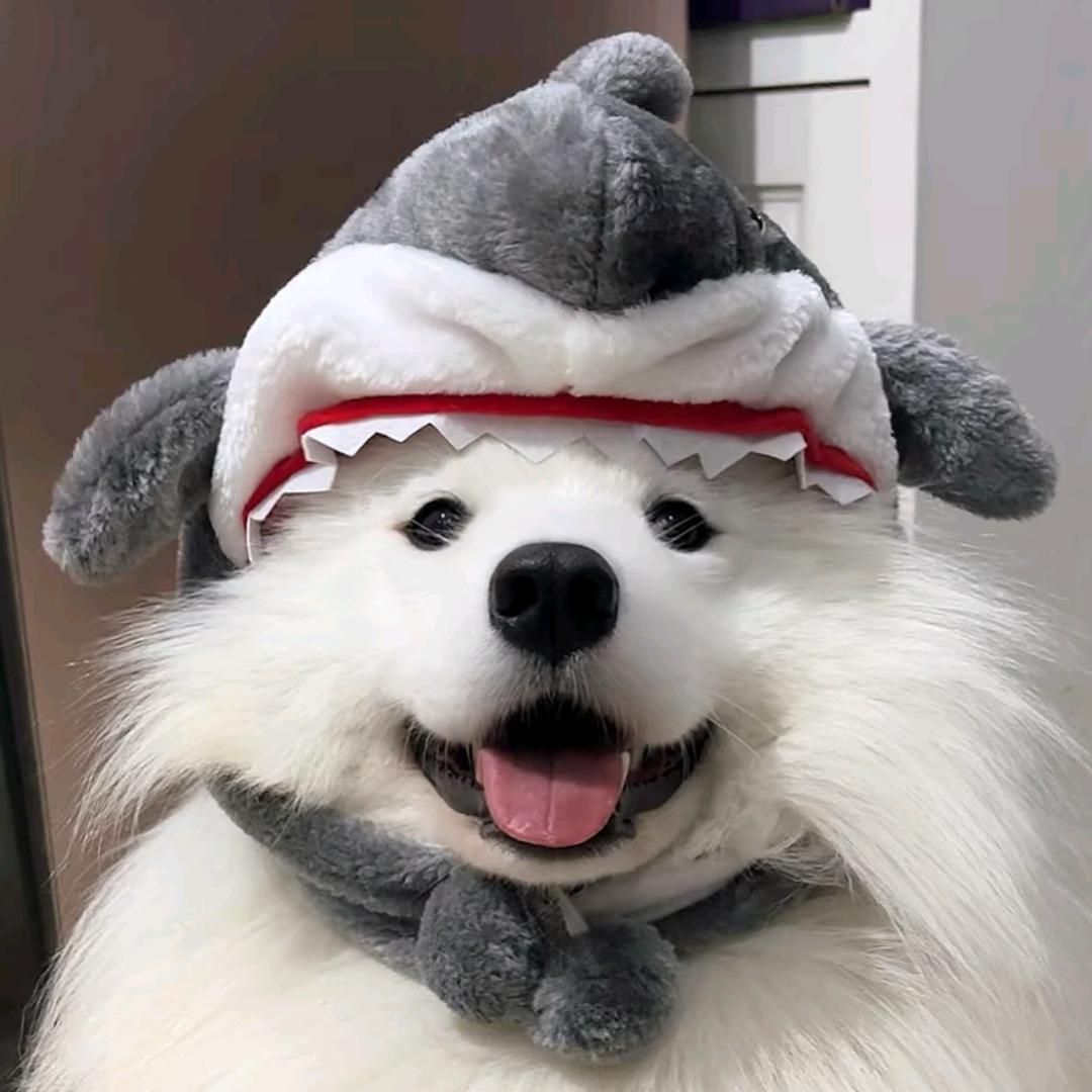 海南冬天的雪