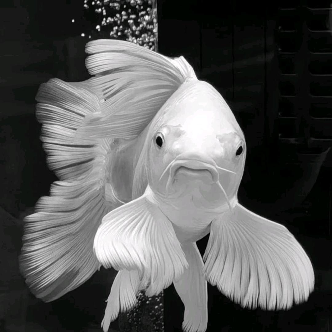 永合养鲤场的头像