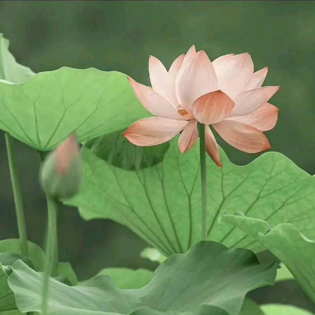 阳阳优购