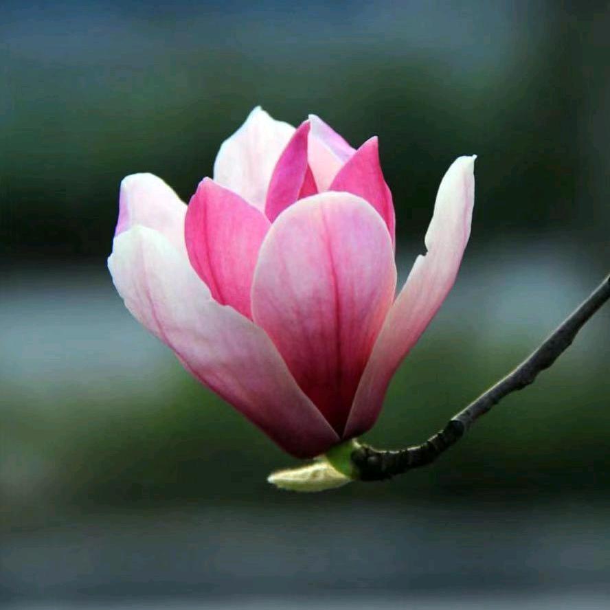 啤酒开花