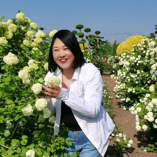 风信子