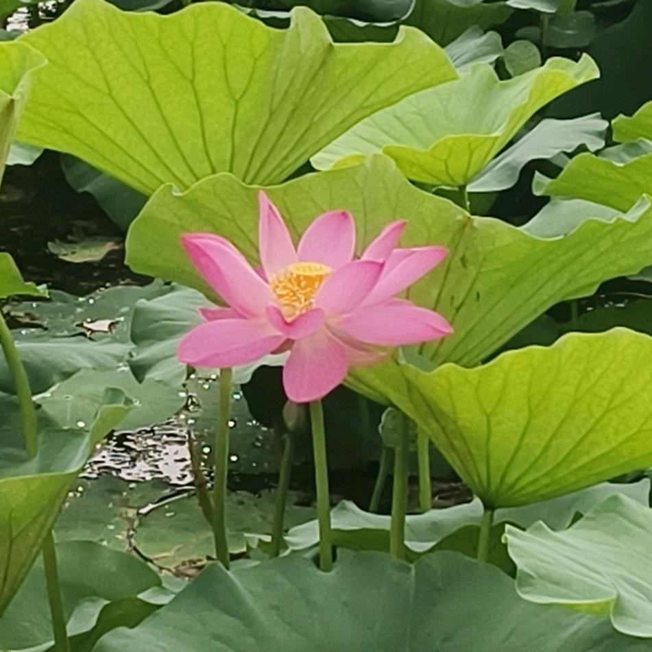 你若盛开，蝴蝶自来！
