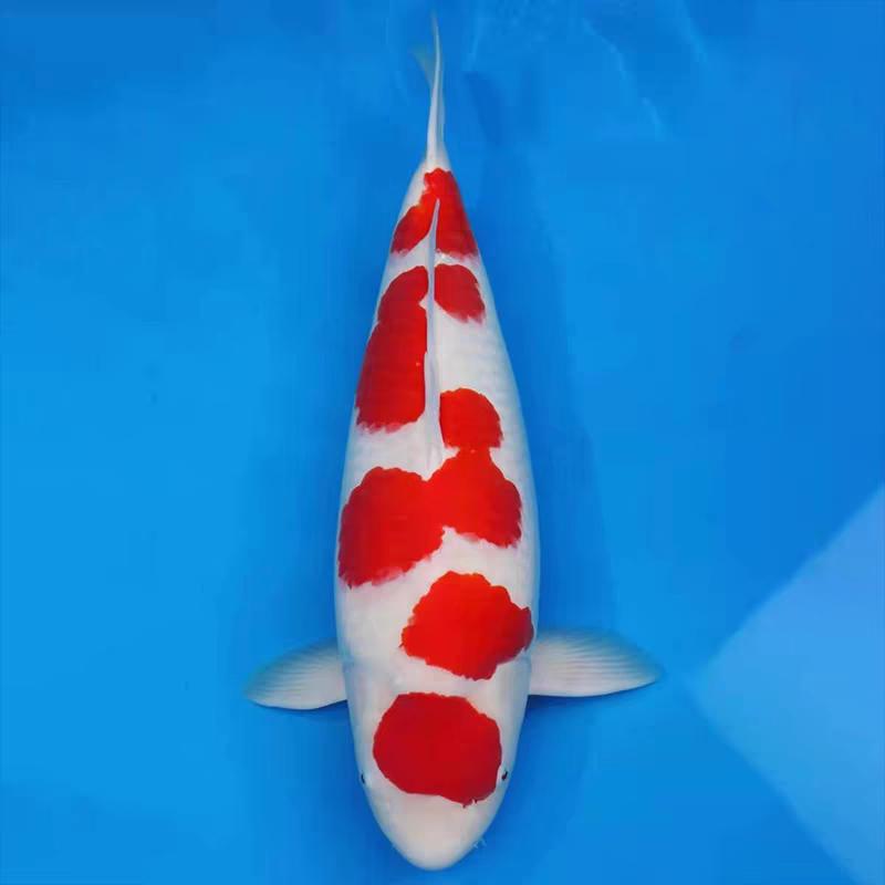 小小锦鲤的头像