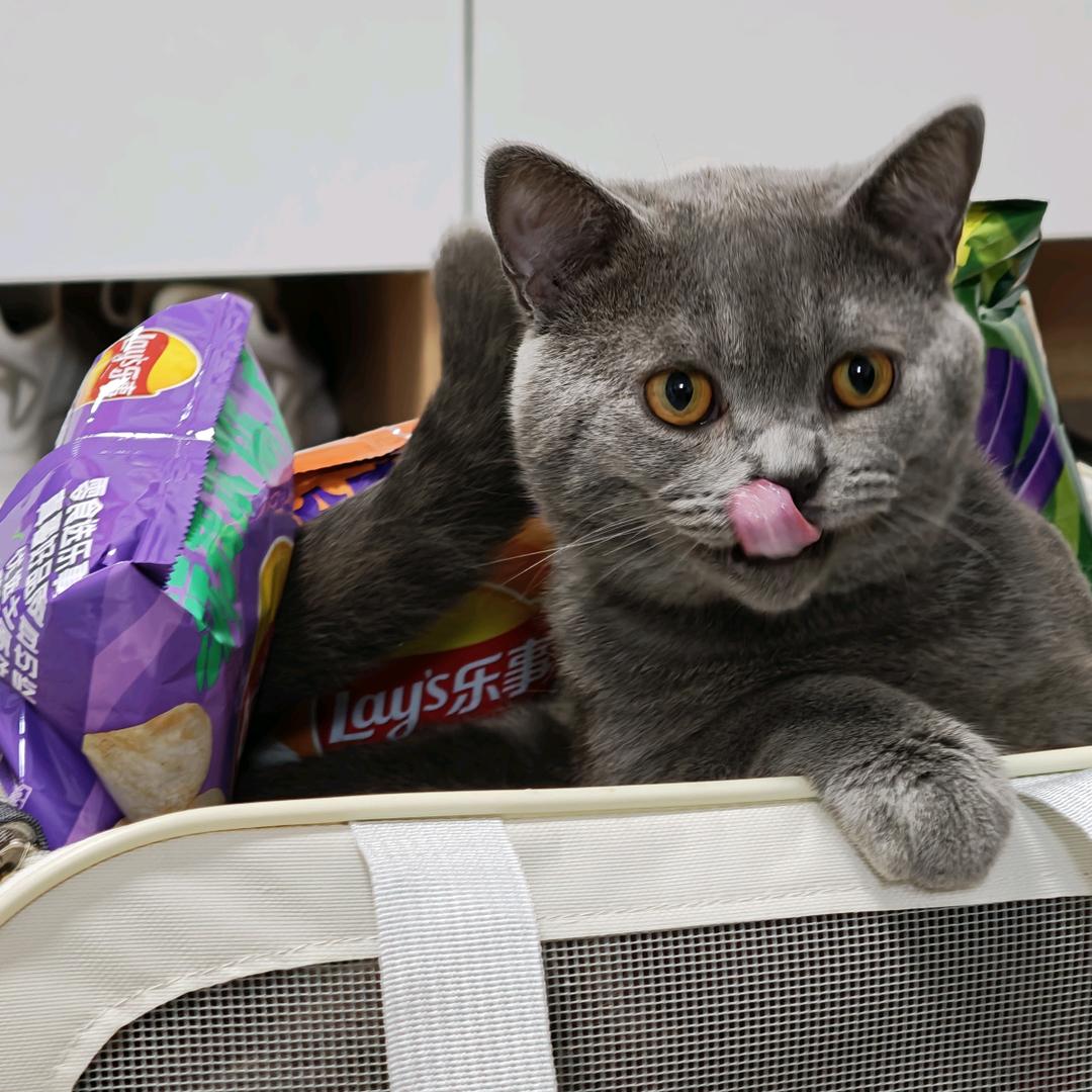 吃薯片的猫