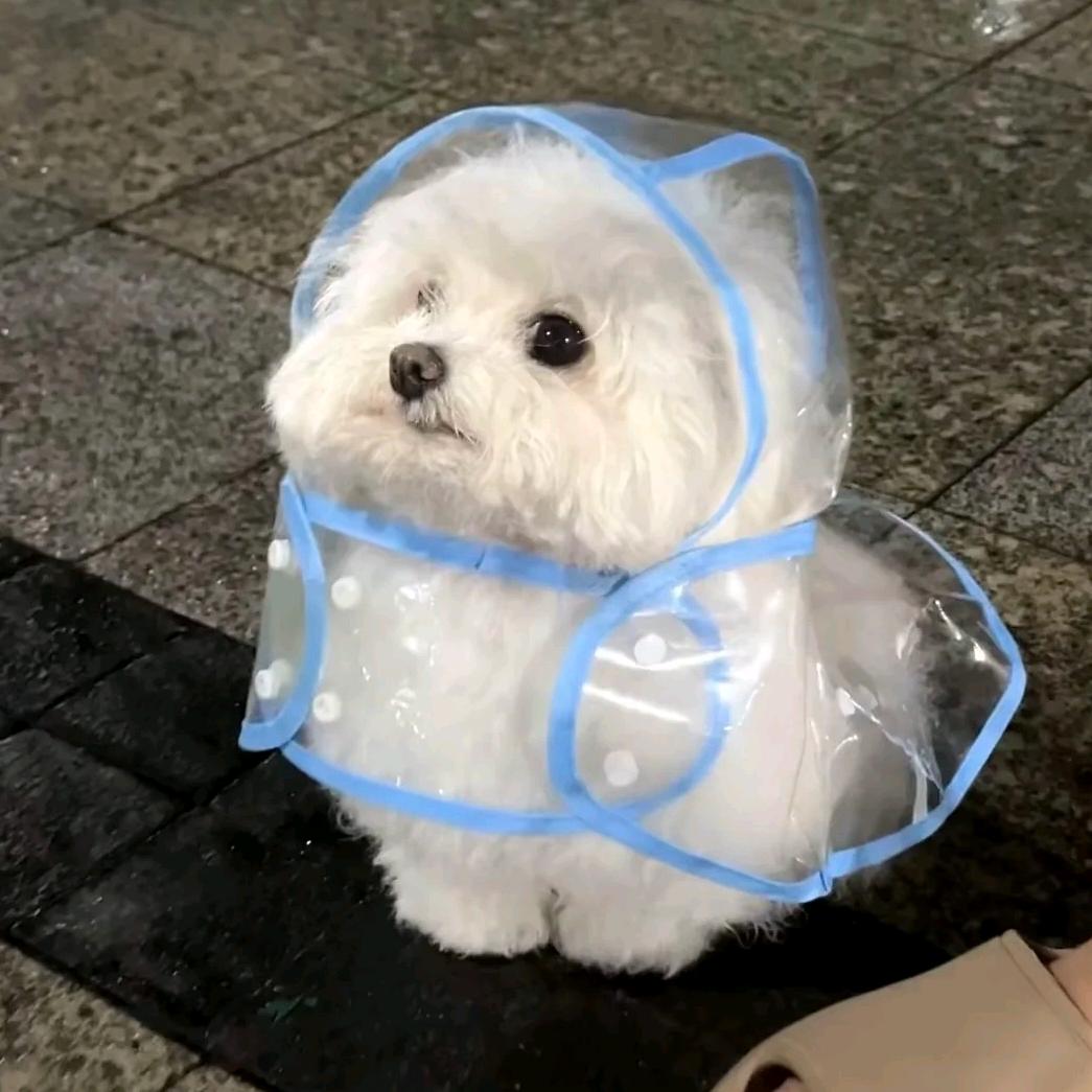 桃什么子