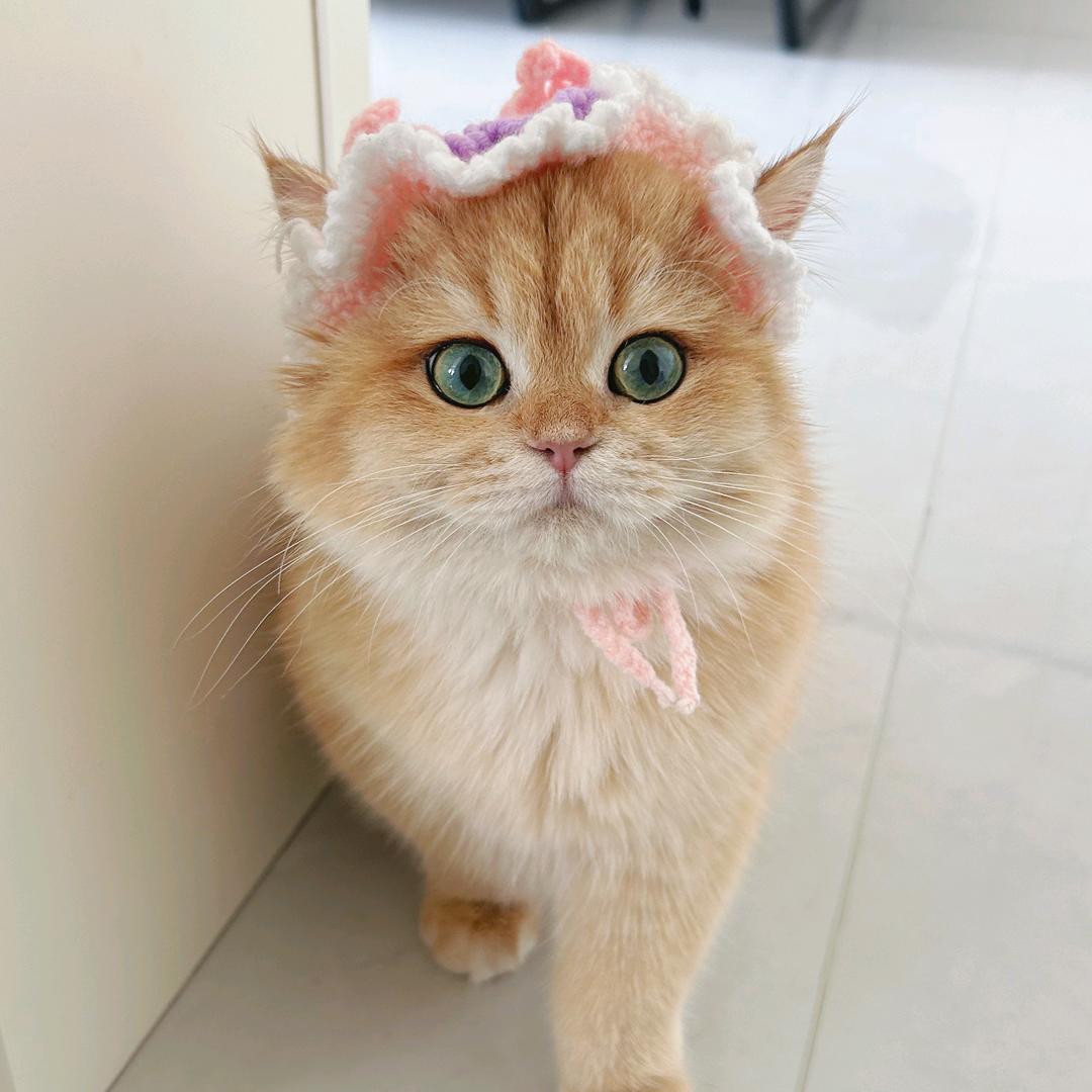 圆宝大脸猫（求关注版）
