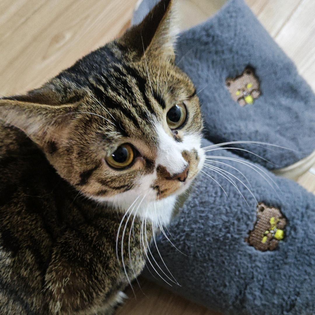 椰椰小卷饼♪三角洲