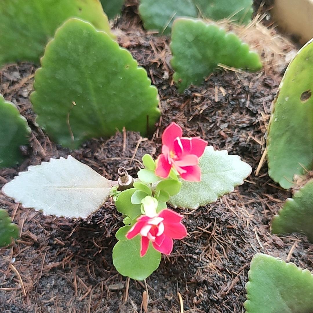 ღ᭄永恒໑ຼₒ₂5ღ᭄无尽❤️꧔ꦿ᭄