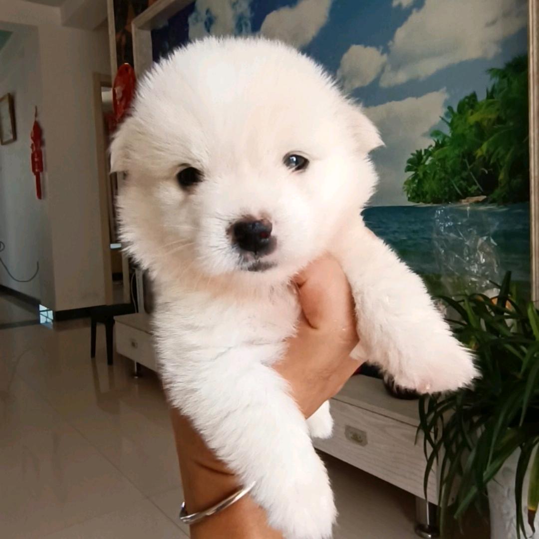 这只小狗叫土豆