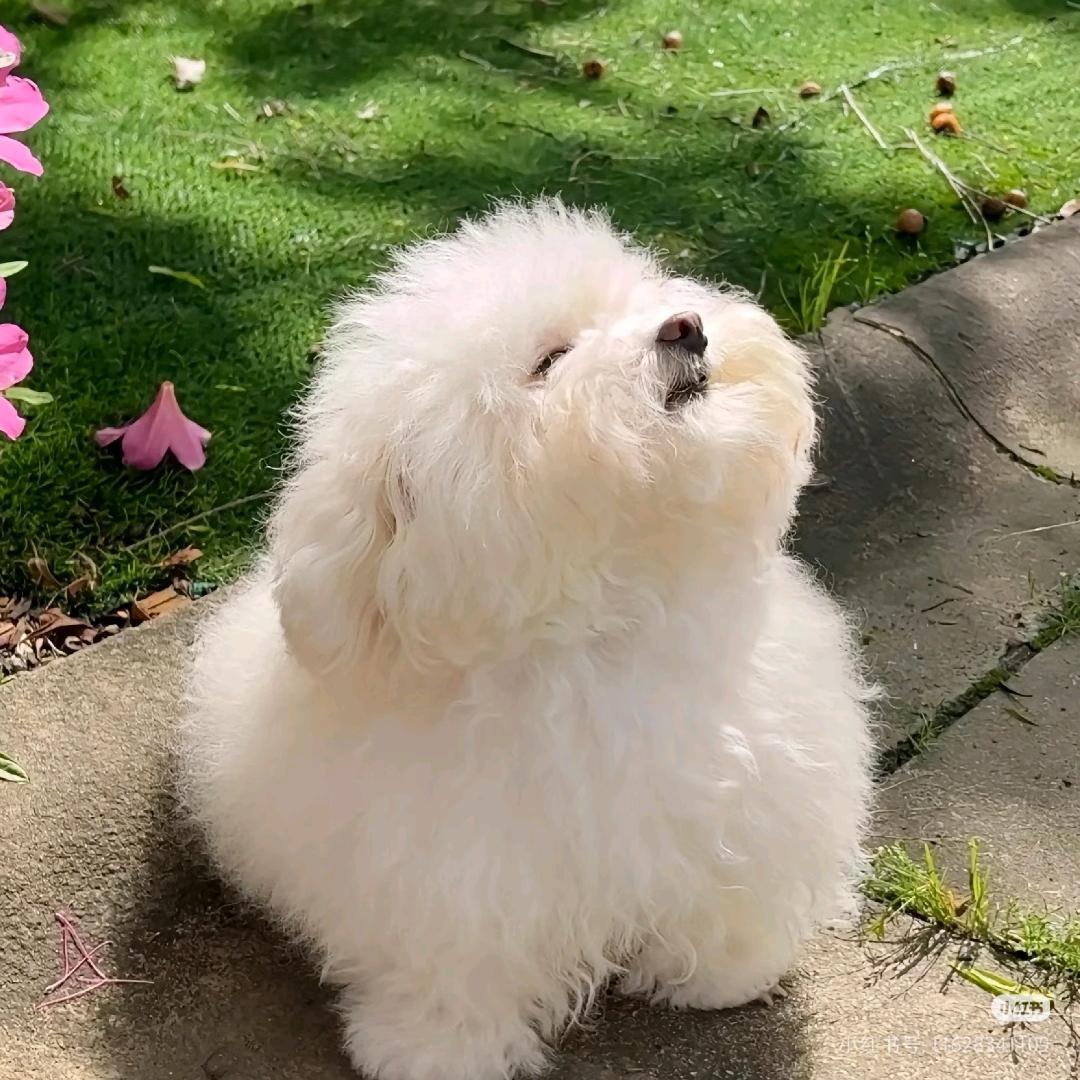 阳阳👉宠物用品🐶