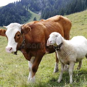 农村牛羊养殖户