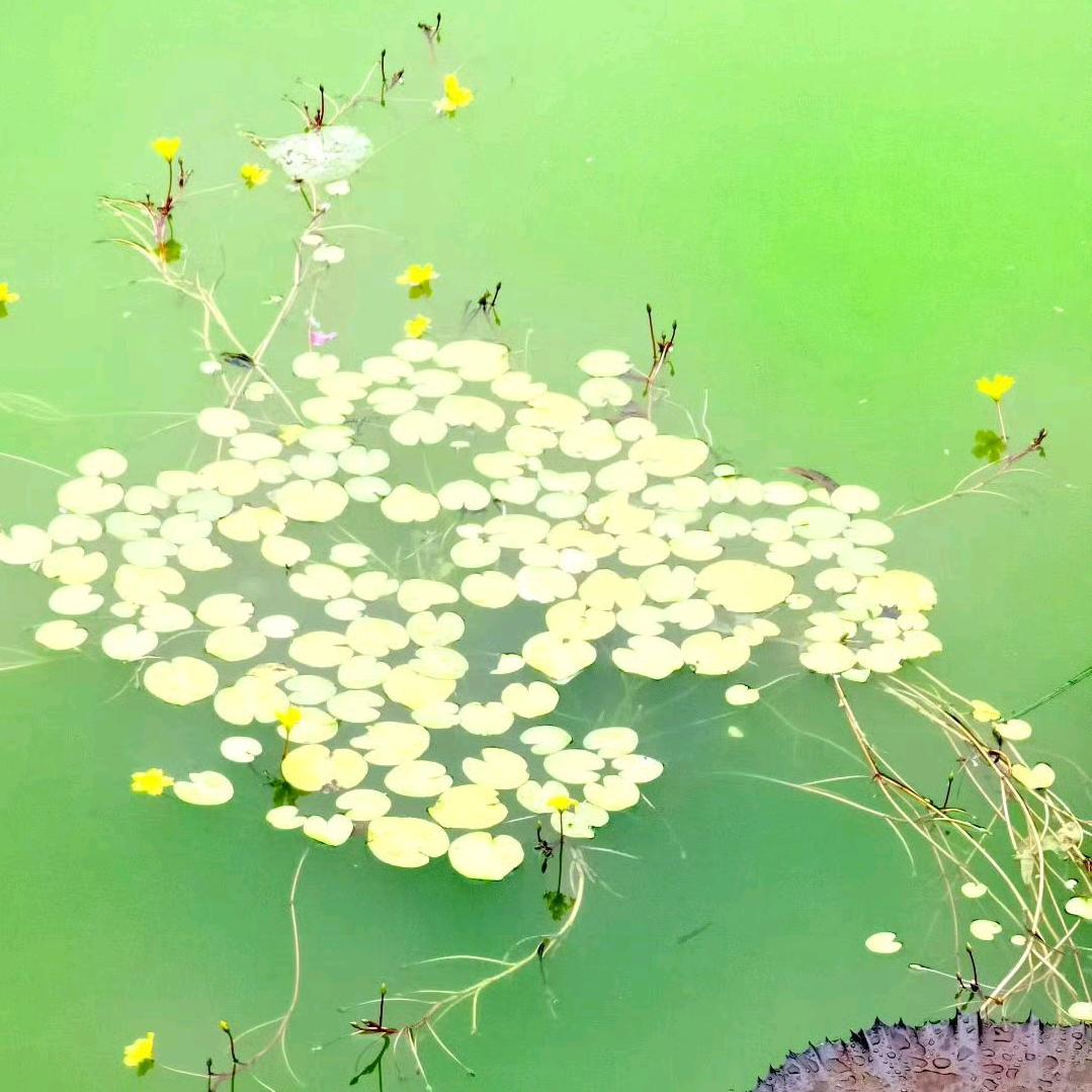 阳阳