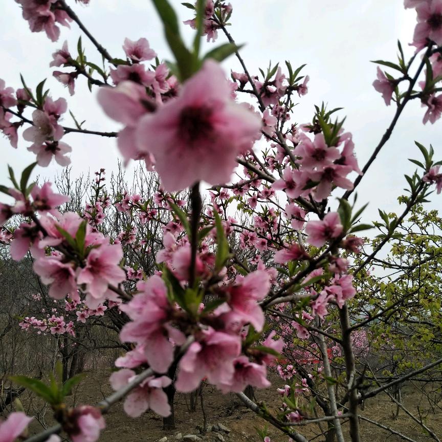 巜雨☔️后彩虹》🌺🌺🌺🌹