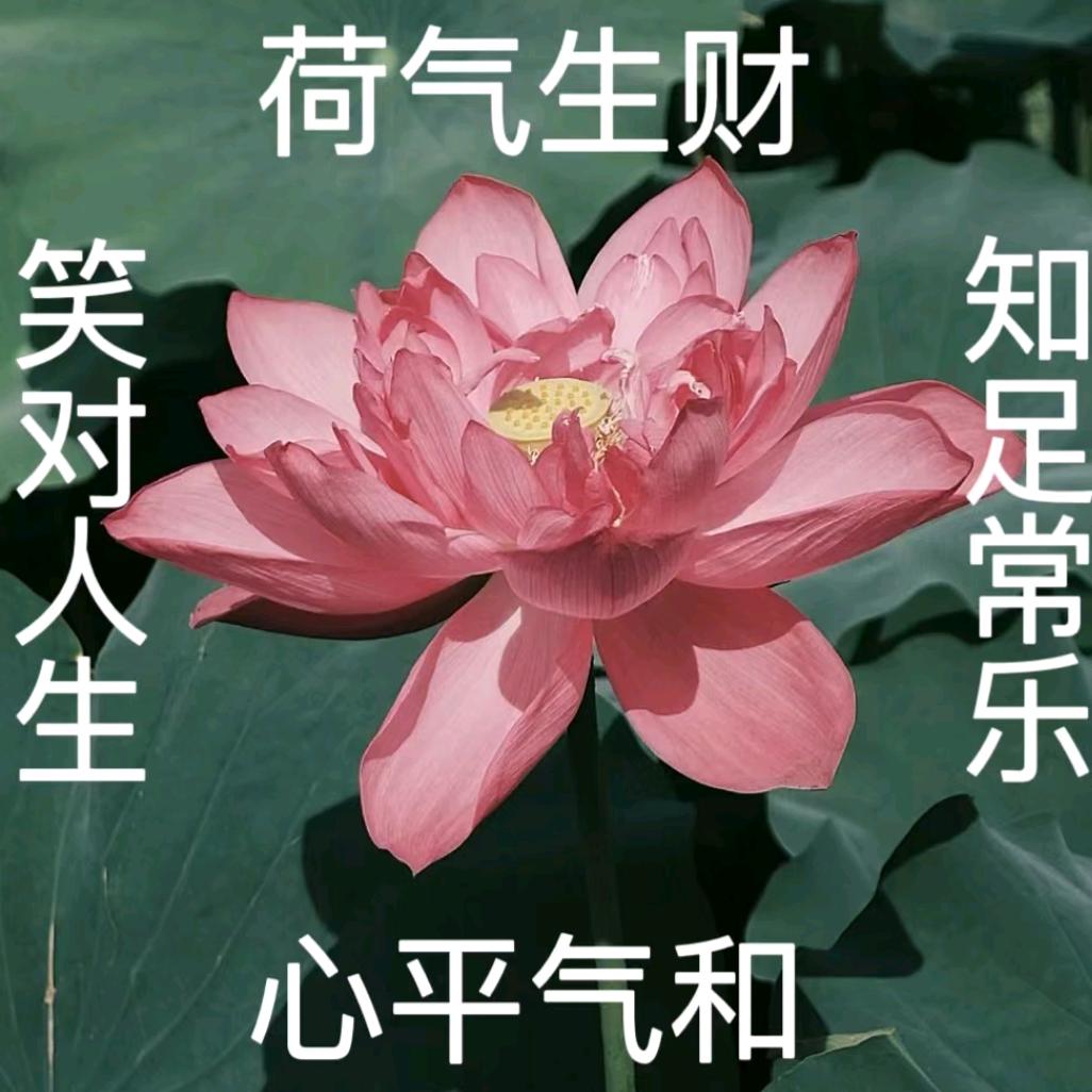 一颗小西柚